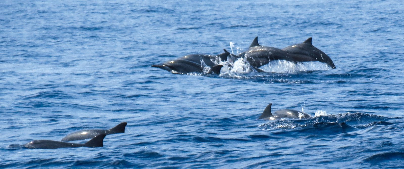 Dolphins